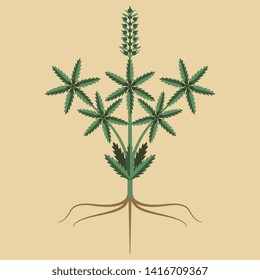 Isolated vector illustration. Stylized cannabis or hemp plant. Symmetrical vintage motif.