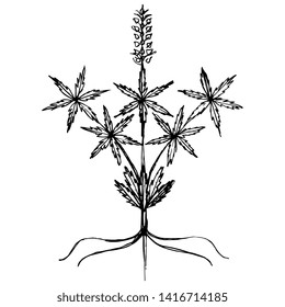 Isolated vector illustration. Stylized cannabis or hemp plant.  Hand drawn doodle sketch. Black silhouette on white background.