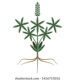 Isolated vector illustration. Stylized cannabis or hemp plant. Symmetrical vintage motif.