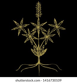 Isolated vector illustration. Stylized cannabis or hemp plant.  Hand drawn doodle sketch. Yellow gold silhouette on black background.