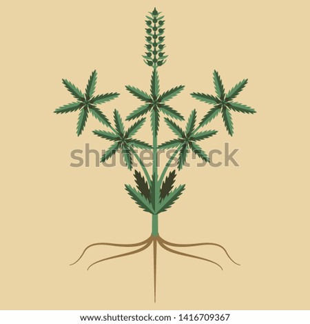 Isolated vector illustration. Stylized cannabis or hemp plant. Symmetrical vintage motif.