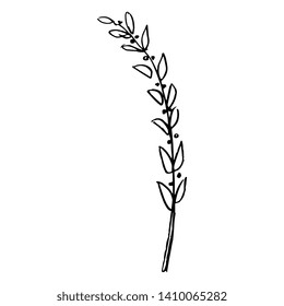 Isolated vector illustration. Stylized floral branch with leaves and berries. Hand drawn linear doodle sketch. Black silhouette on white background.