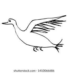 Isolated vector illustration. Stylized flying bird. Hand drawn linear doodle sketch. Black silhouette on white background.