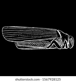 Isolated vector illustration. Stylized grasshopper, locust or cicada. Ancient Mesopotamian sculpture. Hand drawn linear doodle ink sketch. White silhouette on black background.