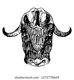 Isolated vector illustration. Stylized head of a muskox. (Ovibos moschatus). Hand drawn linear ink sketch. Vintage doodle style. Black silhouette on white background.