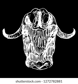 Isolated vector illustration. Stylized head of a muskox. (Ovibos moschatus). Hand drawn linear doodle sketch. White silhouette on black background. Scratch art style.
