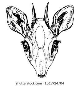 Isolated vector illustration. Stylized head of dik-dik. African antelope. (Madoqua). Hand drawn linear doodle ink sketch. Black silhouette on white background.