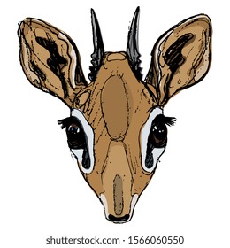 Isolated vector illustration. Stylized head of dik-dik. African antelope. (Madoqua). Hand drawn colorful doodle sketch.