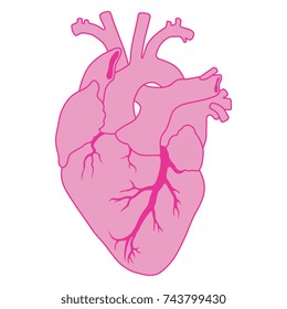 Isolated vector illustration of stylized human heart. 