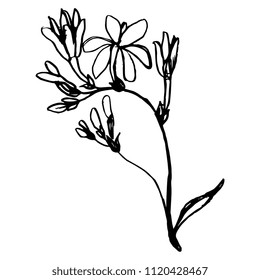 Isolated vector illustration of stylized meadow flower. Hand drawn doodle sketch. Black silhouette on white background.