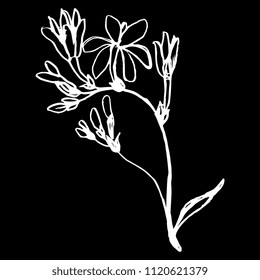 Isolated vector illustration of stylized meadow flower. Hand drawn doodle sketch. White silhouette on black background.