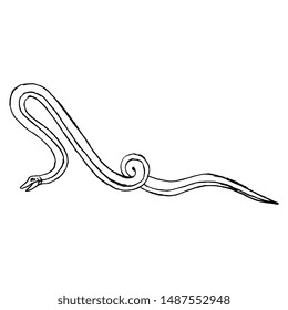 Isolated vector illustration. Stylized snake. Medieval motif. Hand drawn sketch. Black and white linear silhouette.