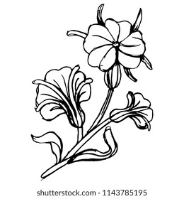 Isolated vector illustration of stylized wild flower. Corn Cockle. Agrostemma githago. Hand drawn linear sketch. Black silhouette on white background.