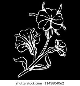 Isolated vector illustration of stylized wild flower. Corn Cockle. Agrostemma githago. Hand drawn linear sketch. White silhouette on black background.