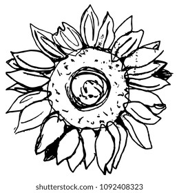 Isolated vector illustration of a sunflower. Hand drawn linear ink sketch. Black silhouette on white background.