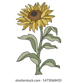 Isolated vector illustration. Sunflower plant.