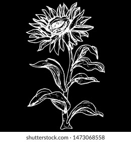 Isolated vector illustration. Sunflower plant. Hand drawn linear sketch. White silhouette on black background.