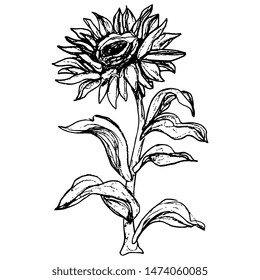 Isolated vector illustration. Sunflower plant. Hand drawn linear ink sketch. Black silhouette on white background.