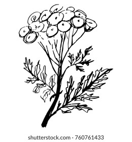 Isolated vector illustration of a tansy flower. Based on hand drawn sketch.