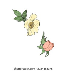 Ilustración vectorial aislada de una rosa de té sobre un fondo blanco. Carrote de cadera floreciente para un diseñador, en blanco para un patrón. logotipo, icono