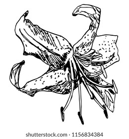 Isolated vector illustration. Tiger Lily flower. Hand drawn linear sketch. Doodle style. Black silhouette on white background.