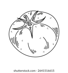 Isolated vector illustration of a tomato on a white background. Organic healthy food. Hand drawn illustration in doodle style. Ideal for recipes, various designs. Vector art. Line art. Vegetable