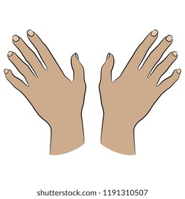 Isolated vector illustration. Top view of two human female Caucasian hands with open fingers in elegant gesture. Cartoon style.