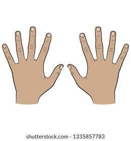 Isolated vector illustration. Top view of two human Caucasian hands with open fingers. Hand drawn linear sketch. Cartoon style.