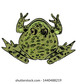Isolated vector illustration. Top view of a frog or toad. Hand drawn colorful sketch.