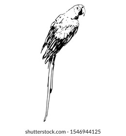 Isolated vector illustration of a tropical parrot bird. Scarlet macaw. Ara macao. Hand drawn linear ink sketch. Black and white silhouette.