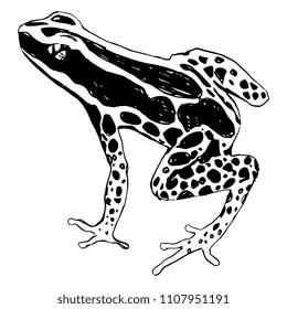 Isolated vector illustration of a tropical poison dart frog. (Dendrobatidae). Ranitomeya amazonica. Flat cartoon style. Hand drawn linear ink sketch. Black silhouette on white background.