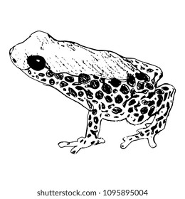 Isolated vector illustration of a tropical South American dart poison frog Ranitomeya. Doodle style hand drawn sketch. Black silhouette on white background.