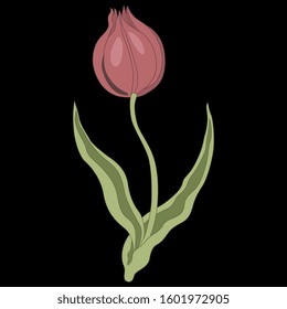 Isolated vector illustration. Tulip flower.