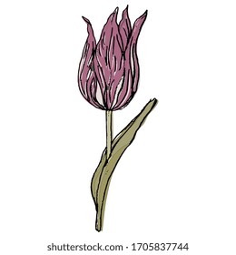 Isolated vector illustration. Tulip flower. Hand drawn colorful rough sketch. 