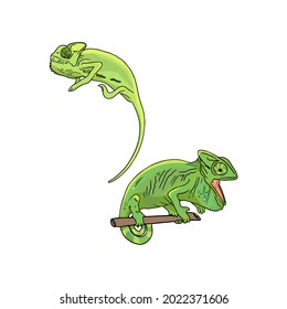 Isolated vector illustration of two chameleons. Drawing blank for designers, logo, icon, jungle, tropics