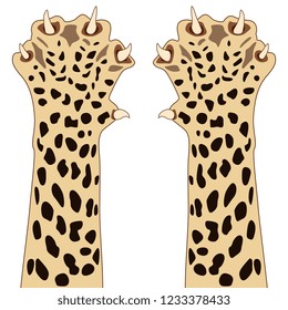 Isolated vector illustration. Two raised up paws of a cheetah or jaguar. Flat cartoon style.