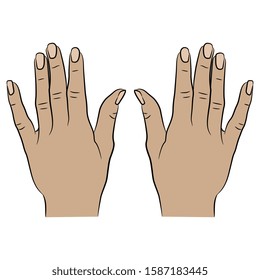 Isolated vector illustration. Two raised up human female Caucasian hands. Cartoon style. Top view.