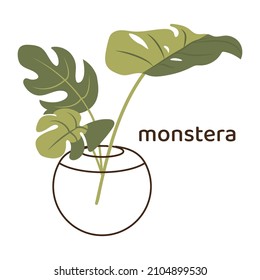Isolated vector illustration of a vase with monstera leaves.