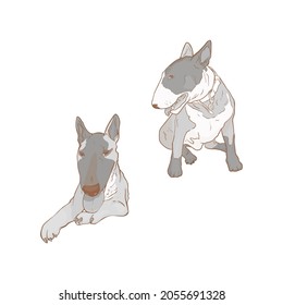 Isolated vector illustration of a web of dogs on a white background. Bull terrier as an icon, logo, template for a designer