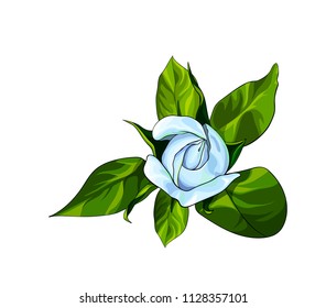 Isolated vector illustration of a white rose top view.