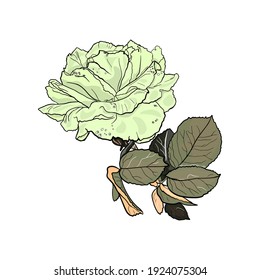 Isolated vector illustration of a white rose with leaves on a white background. Drawing rose blank for designer, icon, blog, fashion illustration