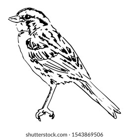Isolated vector illustration. White-throated sparrow bird. (Zonotrichia albicollis). Hand drawn linear sketch. Black and white silhouette.