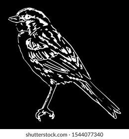 Isolated vector illustration. White-throated sparrow bird. (Zonotrichia albicollis). Hand drawn linear sketch. White silhouette on black background.