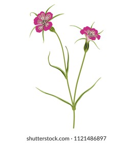 Isolated vector illustration of a wild flower. Corn Cockle. Agrostemma Githago. 