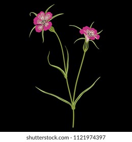 Isolated vector illustration of a wild flower. Corn Cockle. Agrostemma Githago. On black background.