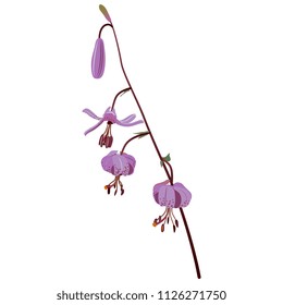 Isolated vector illustration of wild flower. Branch of Lilium Martagon. (Lílium mártagon). Turk's cap lily. Lily of Istanbul. Sultan lily. Dragon lily.