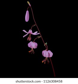 Isolated vector illustration of wild flower. Branch of Lilium Martagon. (Lílium mártagon). Turk's cap lily. Lily of Istanbul. Sultan lily. Dragon lily. On black background.