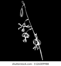 Isolated vector illustration of wild flower. Hand drawn ink sketch. Branch of Lilium Martagon. (Lílium mártagon). Turk's cap lily. Lily of Istanbul. Sultan lily. Dragon lily. White silhouette on black