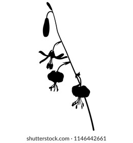 Isolated vector illustration of wild flower. Branch of Lilium Martagon. (Lílium mártagon). Turk's cap lily. Lily of Istanbul. Sultan lily. Dragon lily. Black silhouette on white background.