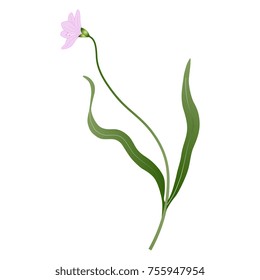 Isolated vector illustration of a wild flower. Elegant floral motif.